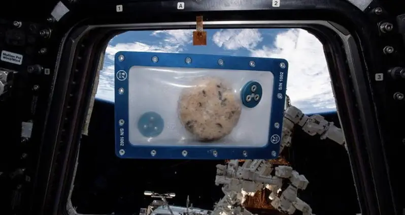 ISS Astronauts Baked History’s First-Ever Batch Of Space Cookies Using Zero-Gravity Oven