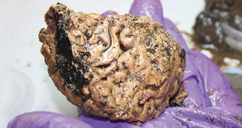 This Ancient Human Brain Remained Almost Perfectly Intact For 2,600 Years — And Experts Might Finally Know Why