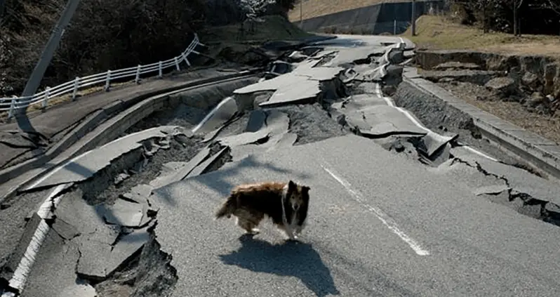 From Dogs To Radioactive Boars, Animals Are Thriving Inside’s Fukushima’s Nuclear Exclusion Zone