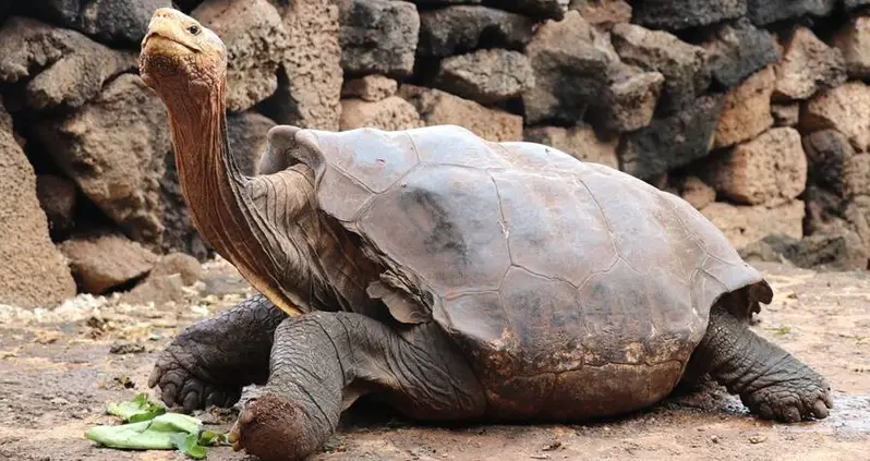 After 30 Years Of Hard Work Saving His Species, Diego The Tortoise Is Retiring From Mating