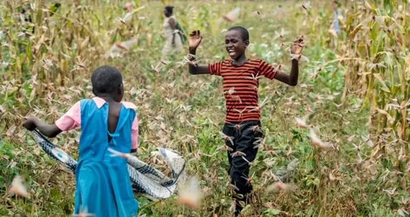 200 Billion Locusts Invade Kenya In The Worst Infestation In 70 Years