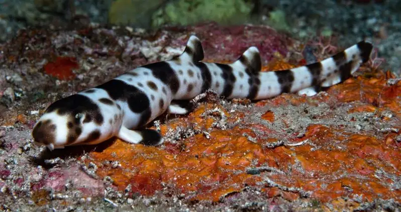 Four New Species Of ‘Walking Sharks’ Discovered Between Indonesia And Australia