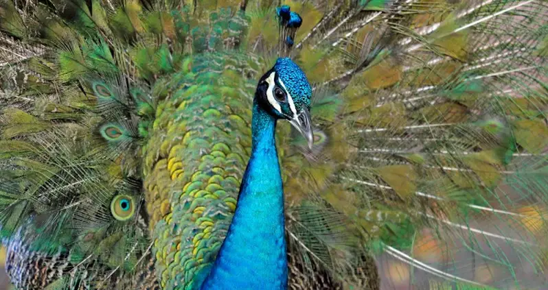 Miami’s Aggressive Peacocks To Be Relocated After Residents Complain