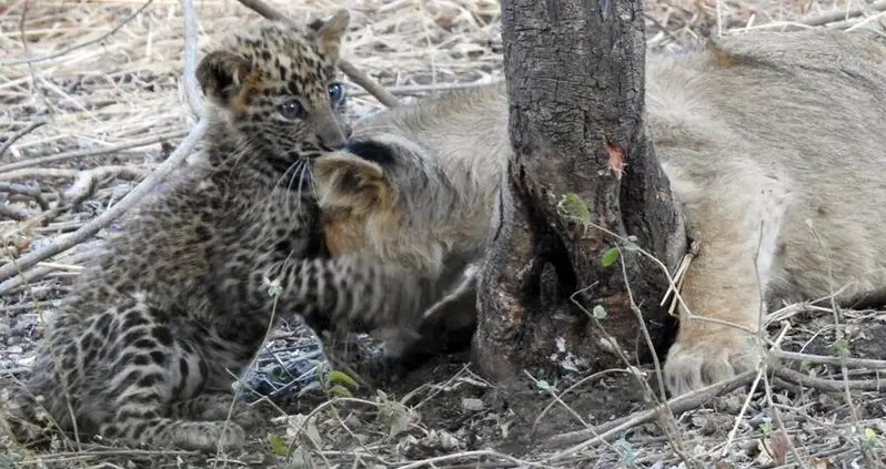 Mother Lion Nursed And Protected Baby Leopard In Interspecies Adoption That Stunned Scientists