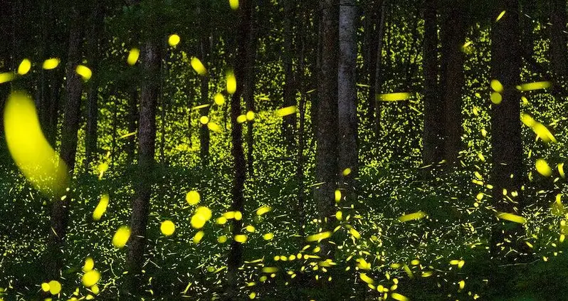 Fireflies Face Extinction Due To Habitat Loss, Pesticides, And Light Pollution