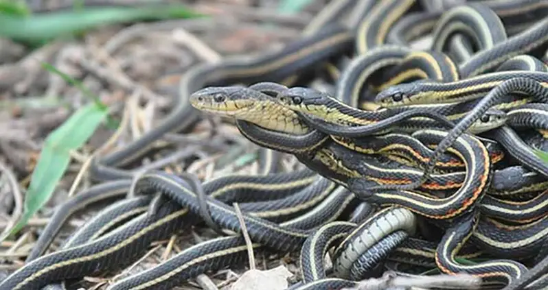 Florida Snake Orgy Forces Local Government To Close Off Park Area