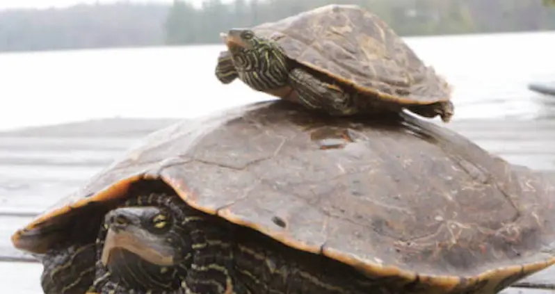 Scientists Create Sex Dolls For Turtles To Study Their Mating Behavior