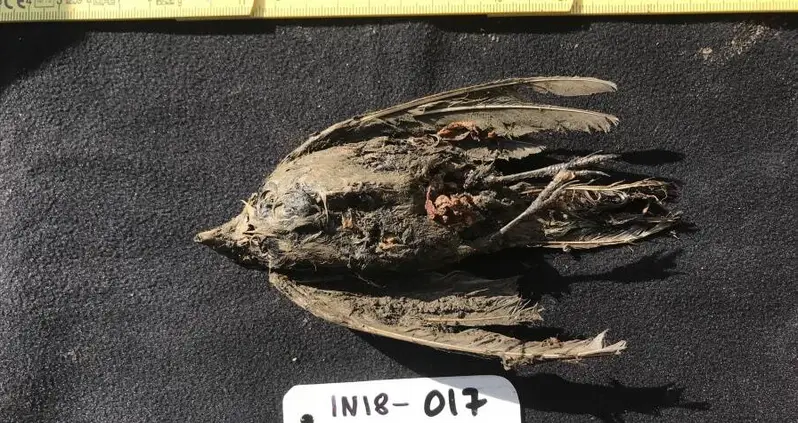 46,000-Year-Old Bird Found With Feathers And Talons Intact In The Siberian Permafrost