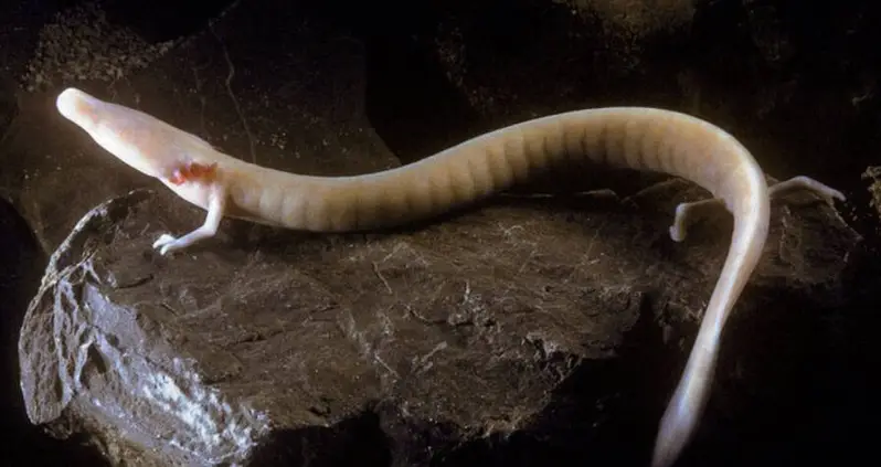 The Sluggish Life Of An Olm, A Blind Salamander That Can Remain Motionless For Years