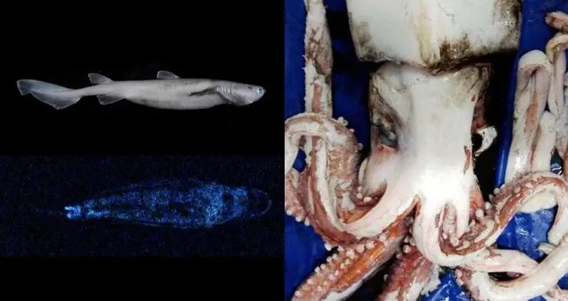 Rare Giant Squid And Glow-In-The-Dark Sharks Found Near Sunken Continent Of Zealandia