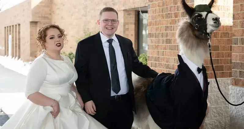 Ohio Man Brings A Llama In A Custom Tuxedo To His Sister’s Wedding