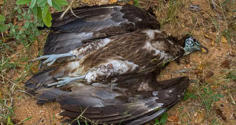 648 Vultures Mysteriously Found Dead In Guinea-Bissau