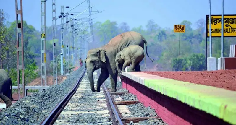 Elephants Are So Scared Of Bees That India Is Playing Buzz Sounds To Keep Them Off Train Tracks