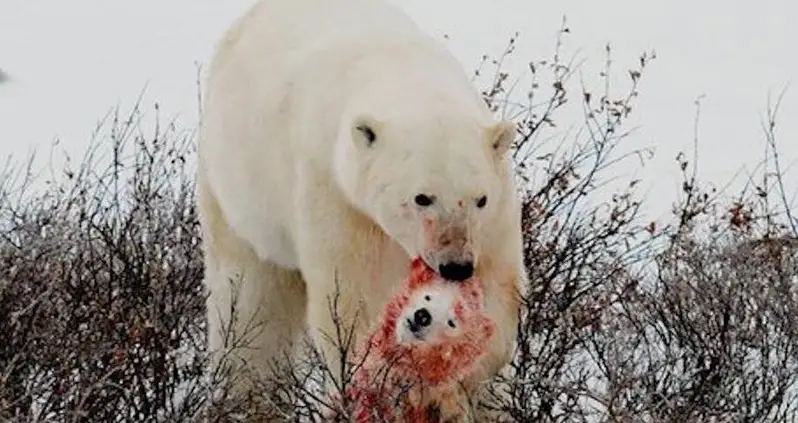 Polar Bears Are Eating Each Other As Climate Change Threatens Their Habitat