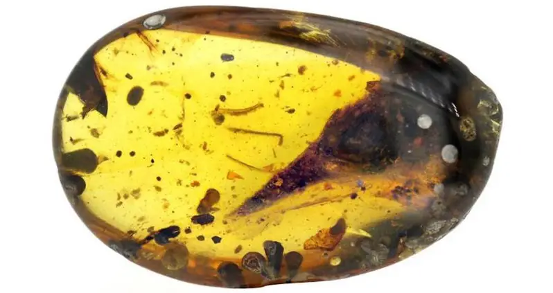 Smallest-Ever Dinosaur Found Trapped In 100 Million-Year-Old Amber With A Full Set Of Teeth