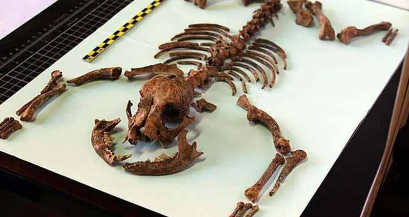 Roman ‘Toy Dogs’ Existed 2,000 Years Before Our Tiny Chihuahuas