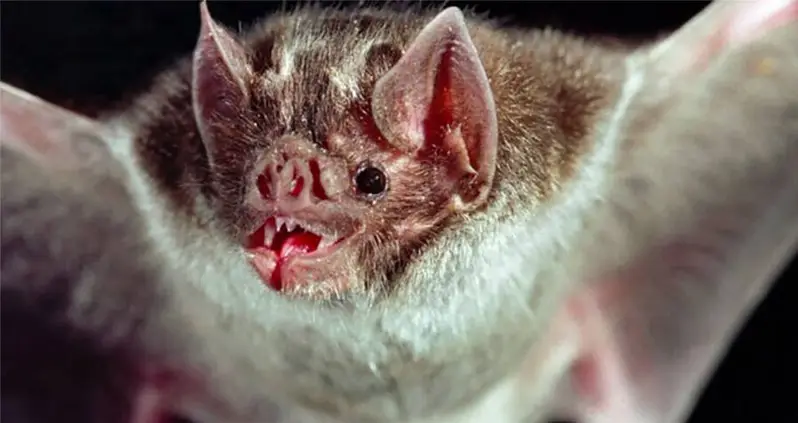 Scientists Find That Vampire Bats ‘French Kiss’ With Mouthfuls Of Blood To Deepen Social Bonds