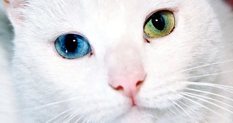 Science Explains Why Cat Eyes Look And Function The Way They Do