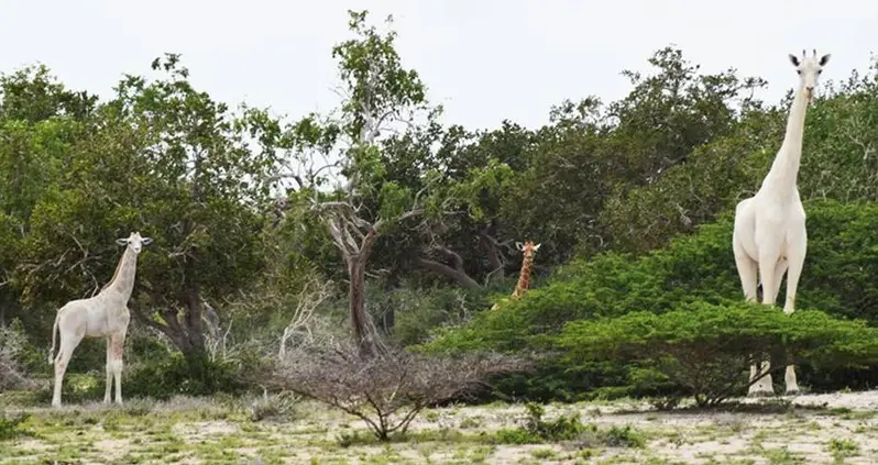 Two Of The Last White Giraffes In The World Were Slaughtered By Poachers In Kenya