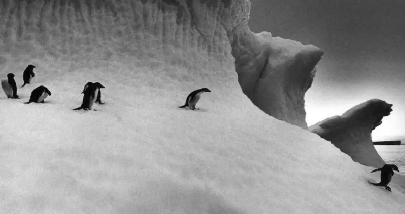 Century-Old Antarctic Journal Reveals The Active — And Sometimes Violent — Sex Lives Of Penguins