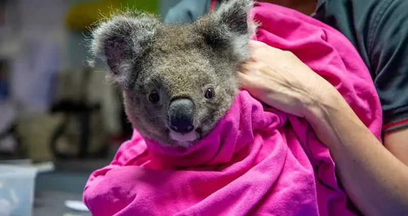 11 Heartwarming Photos Of Koalas Returning Home After The Australian Bushfires