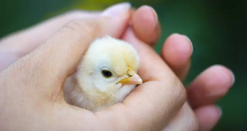 Americans Are Stress-Buying Baby Chickens To Cope With COVID-19