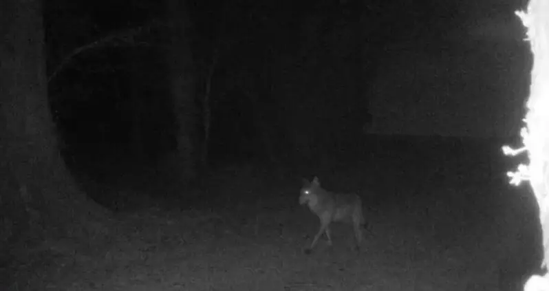 A Gray Wolf Was Just Spotted In Northern France For The First Time In A Century