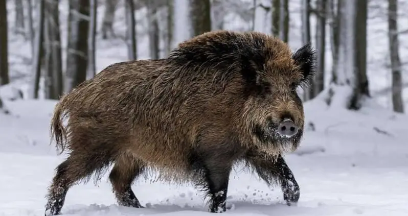 ‘Super Pigs’ Weighing 600 Pounds Wreak Havoc Across Canada — And Build ‘Pigloos’ To Survive The Winter