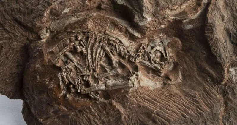 Scientists Able To See Preserved Dinosaur Embryos Inside 200-Million-Year-Old Eggs