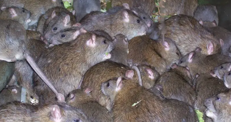 Hungry Rats Turn To Cannibalism, Form ‘Rat Armies’ As Restaurant Closures Cut Off Their Food Supply