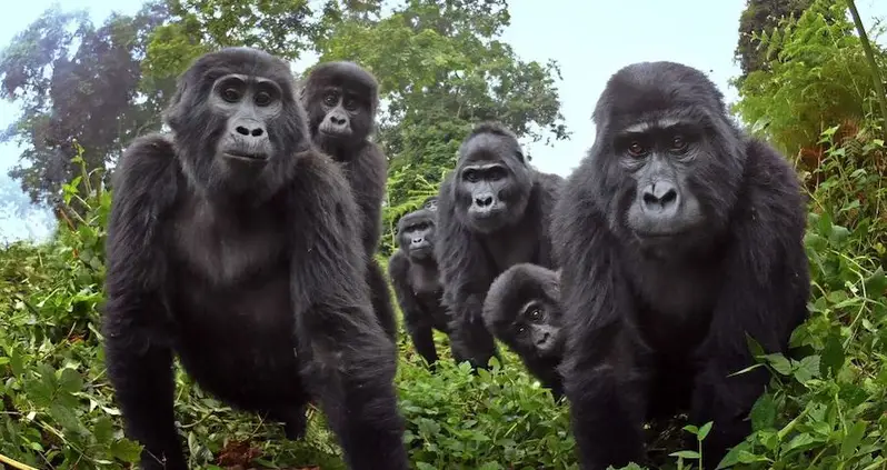 Animatronic Ape Sent To Spy On Wild Gorillas Films Them Singing During Dinner Together