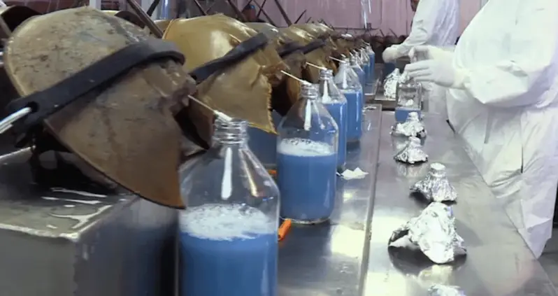How Harvesting Horseshoe Crab Blood Became The Multimillion-Dollar Industry You’ve Never Heard Of