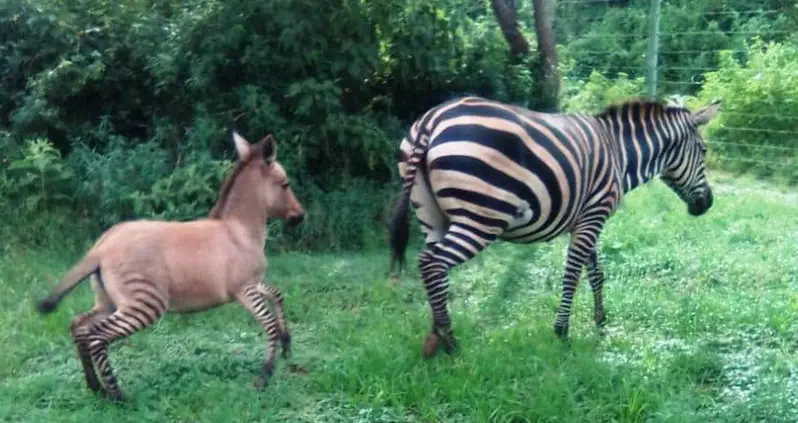 A Runaway Zebra Mated With A Donkey And Gave Birth To A Rare Zonkey