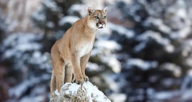 Mountain Lions At Yellowstone National Park Are Dying Of The Black Plague