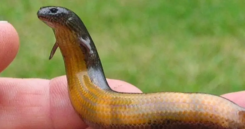 Scientists Shocked By Lizard That Lays Eggs And Gives Live Birth At The Same Time