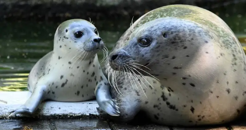 German Zoo Might Feed Animals To Each Other To Stay Afloat During COVID-19 Shutdown