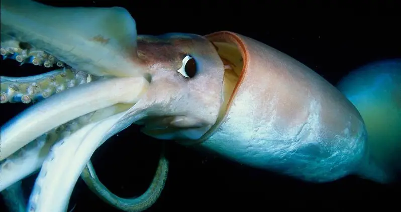 Deep Sea Squid Light Up Their Whole Bodies To Communicate