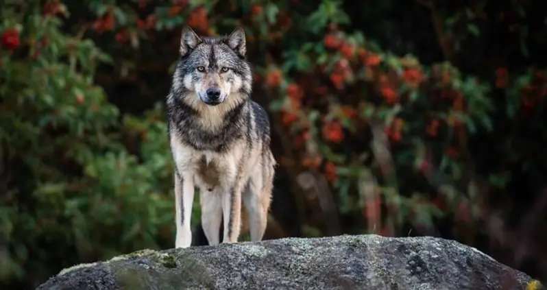 Trophy Hunters Kill Beloved Canadian Lone Wolf Made Famous By Wildlife Photographers