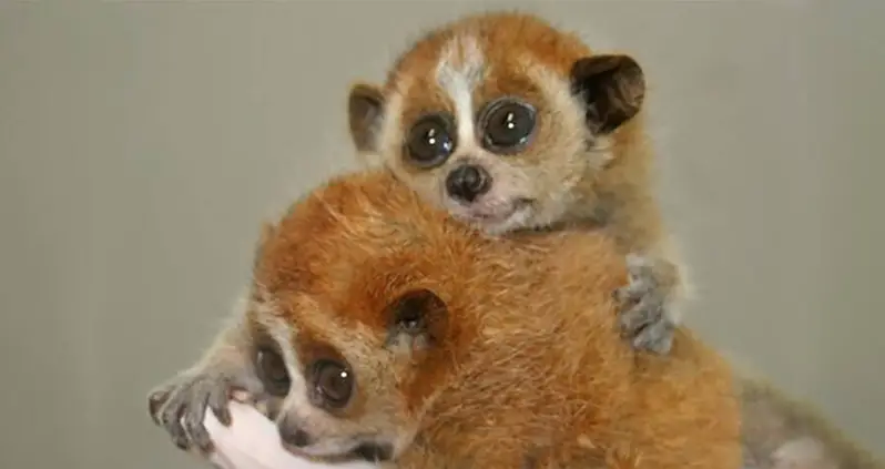 Meet The Slow Loris, The Adorable Primate On The Brink of Extinction