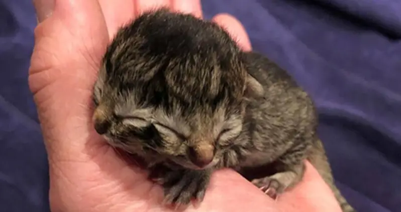 Meet Biscuits And Gravy, The Kitten That Was Just Born With Two Faces