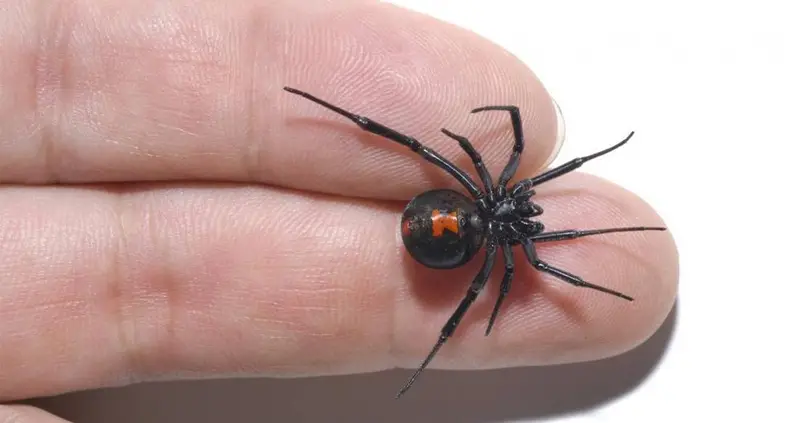 Little Boys Hospitalized After Making A Black Widow Bite Them To Become Spider-Man