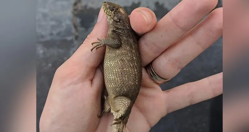 Meet The Curly Tail Lizard, The Invasive Species That’s Eating Its Way Through Florida