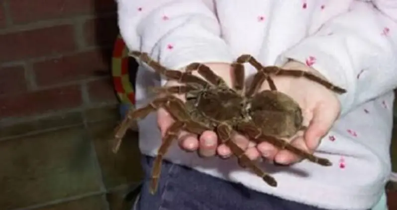 Meet The Goliath Birdeater, The Biggest Spider In The World By Weight