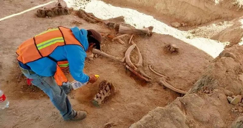 Archaeologists Find Remains Of 60 Mammoths Near 15,000-Year-Old Human-Made Traps