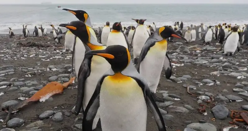 Penguins Are Pooping Out So Much Laughing Gas It’s Wreaking Havoc On The Environment