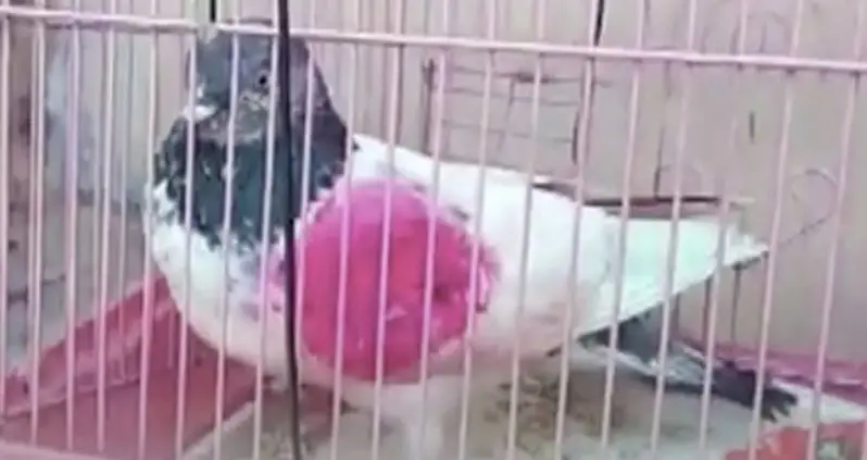 Indian Police Arrest Pink Pakistani Pigeon On Charges Of Espionage