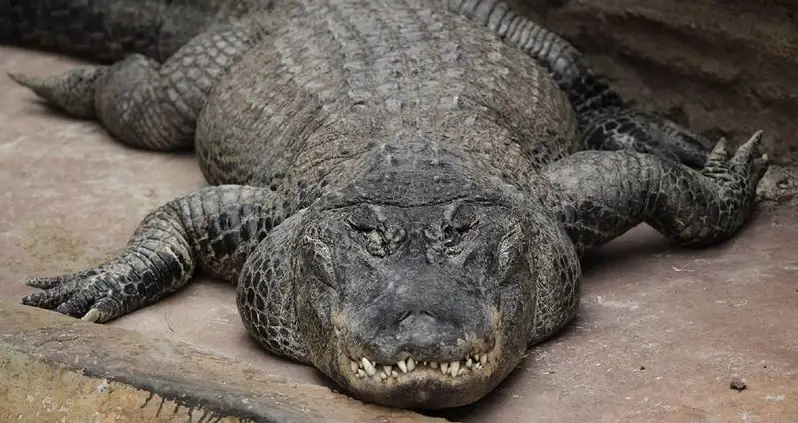 ‘Hitler’s Alligator’ Who Survived World War II Just Died At Age 84