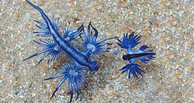 Rare ‘Blue Dragon’ Sea Slugs Keep Washing Up In Texas — And Nobody Knows Why