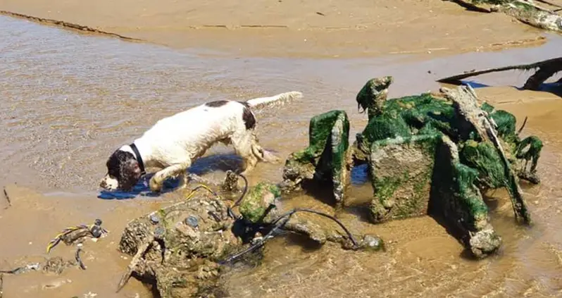 This Couple Unexpectedly Found The Wreckage Of A WW2 Fighter Plane While Walking Their Dog