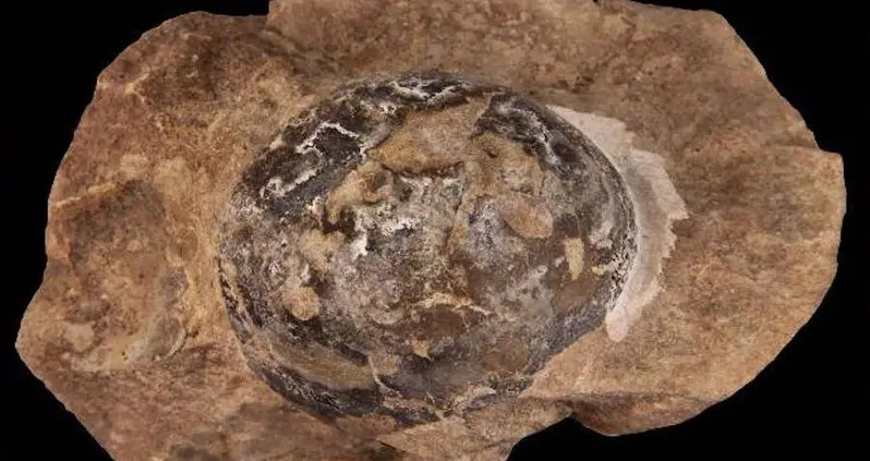 66-Million-Year-Old Mystery Fossil Known Only As ‘The Thing’ Turns Out To Be A Deflated Sea Lizard Egg